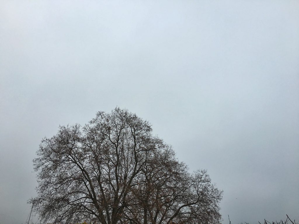 Top of a tree, shot in Geneva in December 2015